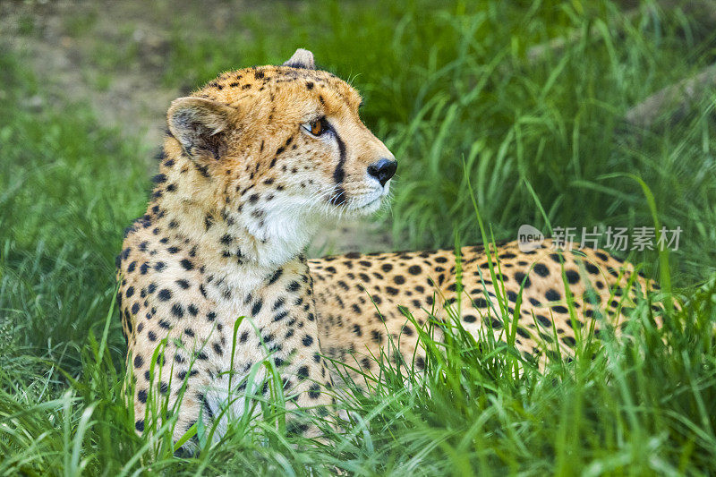 猎豹,Acinonyx jubatus